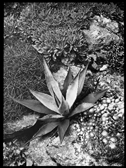 Parry: Agave Panyi or Parryi (Parry's Agave)