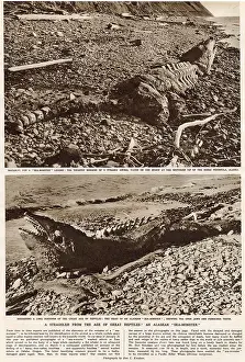 Nov20: The Age of the Sea-Monster, discovery in Alaska