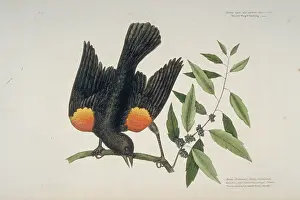 Blackbird: Agelaius phoeniceus, red-winged blackbird