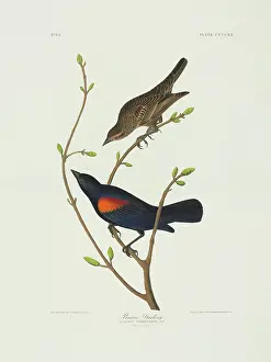 Blackbird: Agelaius phoeniceus, red-winged blackbird