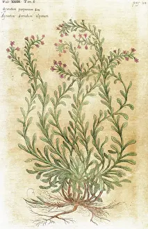 Herb: Ageratum. Seventeenth-century engraving in Bibliotheca Phar