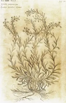 Medicinal: Ageratum. Seventeenth-century engraving in Bibliotheca Phar