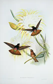 Locomotion: Aglaeactis cupripennis, shining sunbeam