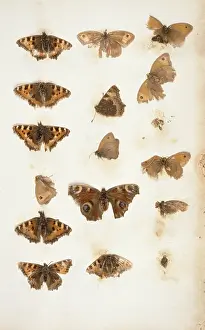 Nymphalis: Aglais urticae and Inachis io