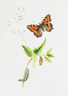 Nymphalis: Aglais urticae, small tortoiseshell