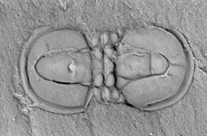 Trilobite: Agnostid trilobite
