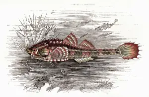 Poacher: Agonus cataphractus, or Pogge