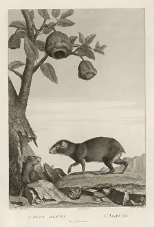 Cavia: AGOUTI