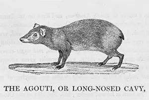Cavia: AGOUTI (BEWICK)