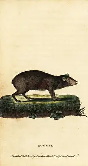 Cavy: Agouti, Dasyprocta species