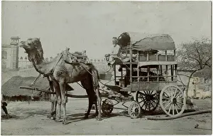 Double Decker: Agra, India - Fabulous Double-decker camel-drawn wagon