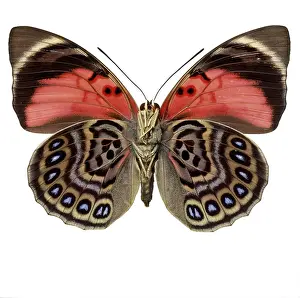 Perciform: Agrias claudina, butterfly