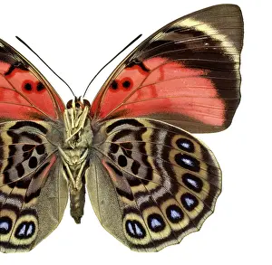 Perciform: Agrias claudina, butterfly