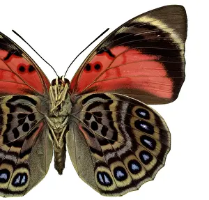 Perciform: Agrias claudina, butterfly