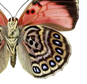 Perciform: Agrias claudina, butterfly