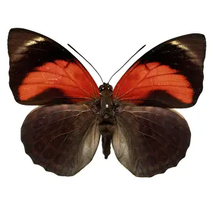 Footed: Agrias claudina, butterfly