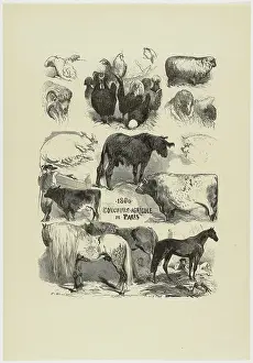Edmond: Agricultural Show