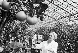 Tomatoes: Agricultural base