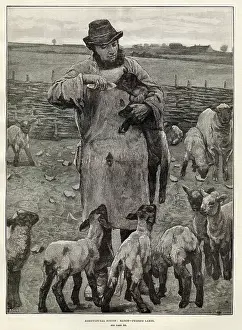 Lambs: Agricultural Scenes - March - feeding lambs
