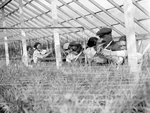 Swanley: AGRICULTURAL STUDENTS