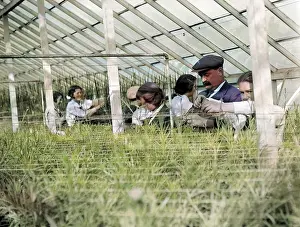 Swanley: AGRICULTURAL STUDENTS