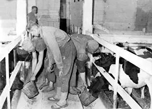Recruited: Agricultural workers from Eastern Europe feed cattle