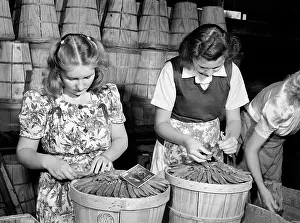 Idaho: agricultural workers - occupations - agriculture