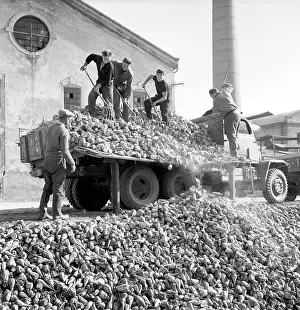 Bedrich: Agricultural workers unload tons of sugarbeet