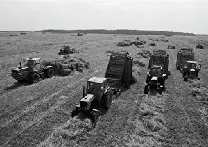 Grasses: Agricultural works in field