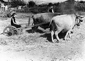 Threshing: Agriculture in Bulgaria, 1942