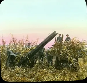 Silage: Agriculture - Corn - Harvest - Farming