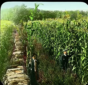 Stalks: Agriculture - Corn - Harvest - Farming