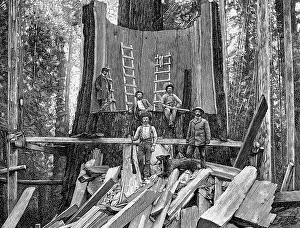 Gigantea: agriculture, forestry, preparing a giant trunk