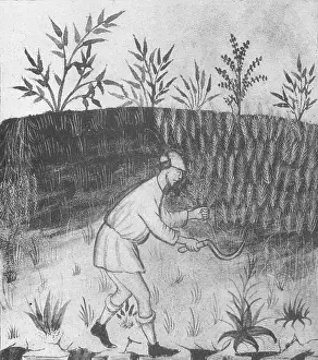 Reaping: Agriculture, Medieval Farming