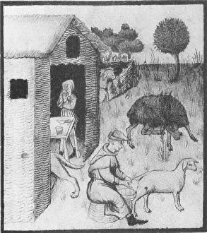 Reaping: Agriculture, Medieval Farming