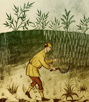 Reaping: Agriculture, Medieval Farming