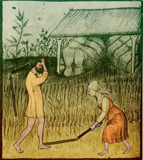 Reaping: Agriculture, Medieval Farming