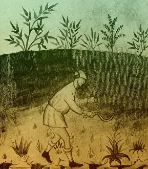 Reaping: Agriculture, Medieval Farming