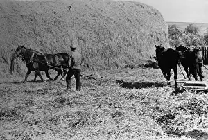 Threshing: Agriculture in Romania, 1940
