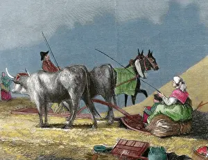 Grain: Agriculture. Threshing. Engraving by R. Milliet. 19th centur