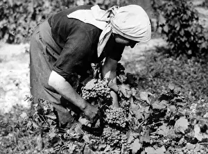 Viticulture: Agriculture: wine-growing, 1935