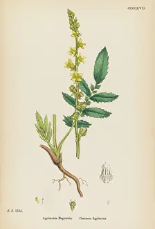 Eupatoria: AGRIMONIA EUPATORIA