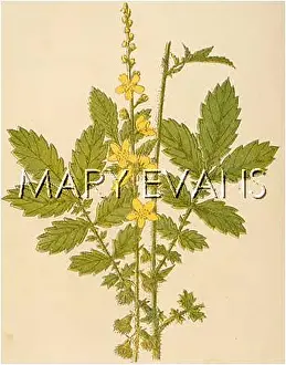 Eupatoria: AGRIMONIA EUPATORIA
