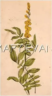 Eupatoria: AGRIMONIA EUPATORIA