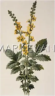 Eupatoria: AGRIMONIA EUPATORIA