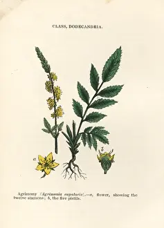 Eupatoria: Agrimony, Agrimonia eupatoria