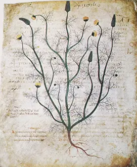 Pedanius: Agrimony, Illustrated in Arabic Manuscript