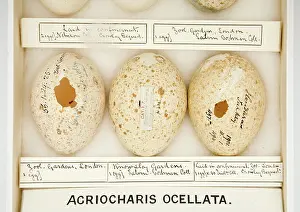 Ornithological: Agriocharis ocellata eggs