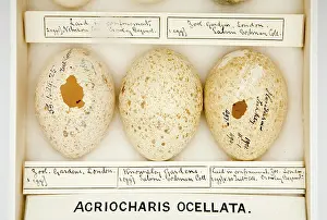 Ornithological: Agriocharis ocellata eggs