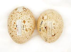 Ornithological: Agriocharis ocellata eggs